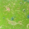 probiotiques bienfaits santé maigrir immunité