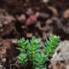 Racine de Rhodiola, grignotages, fatigue, stress, NUTRILUX RHODIO SAFRAN, biodisponibilité, code promo gourde ÖKO