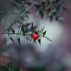 Ruscus et drainage lymphatique, NUTRILUX SLIM associé à NUTRILUX SERO et un pro biotique tel que PROLACTO + pour maximiser ses effets.