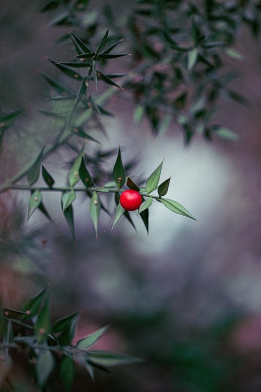 Ruscus et drainage lymphatique, NUTRILUX SLIM associé à NUTRILUX SERO et un pro biotique tel que PROLACTO + pour maximiser ses effets.
